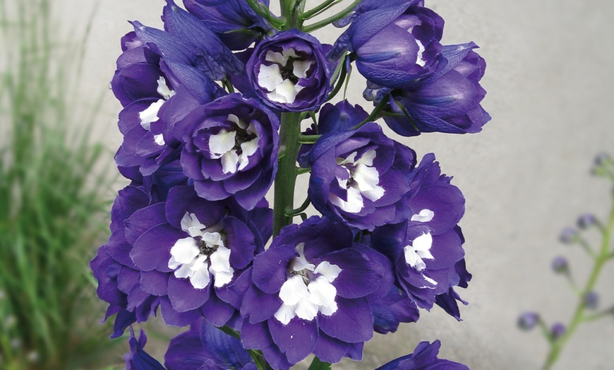 Image 8: Rainbow Perennial Collection - 72 or 144 Plants