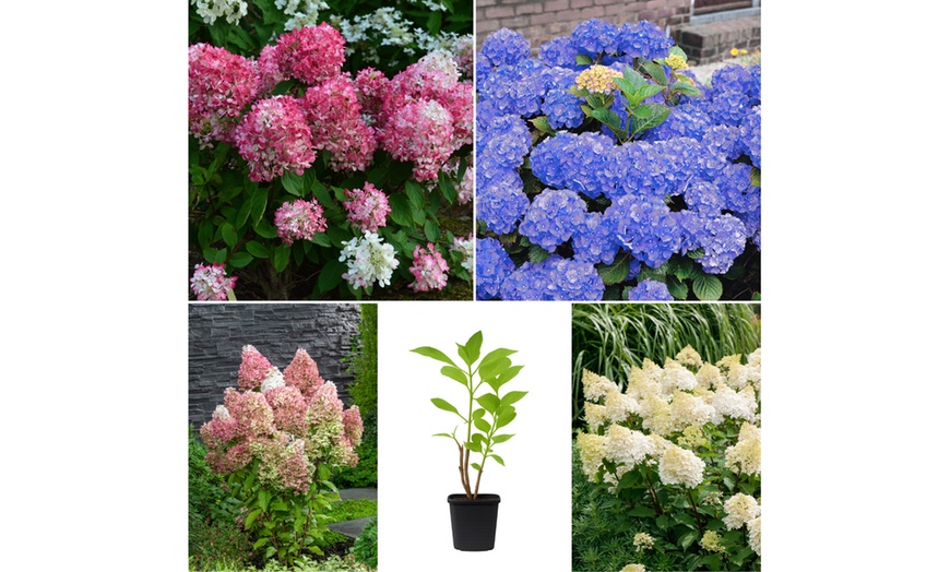 Image 2: Sets d'hortensias XXL à fleurs