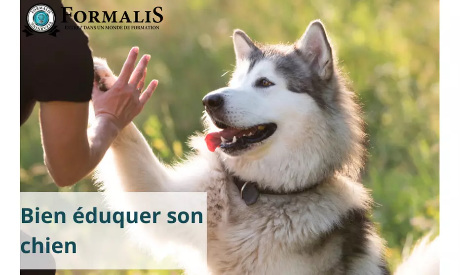 Apprenez à bien éduquer votre chien avec la formation complète de Formalis (61% de remise) - Primary Image