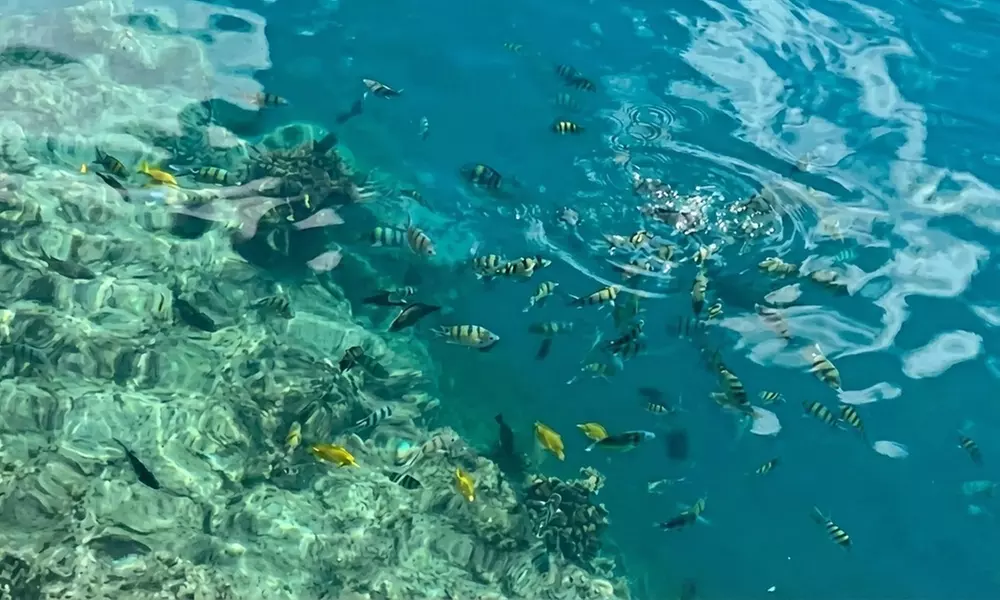 North Shore Beach Tour – Oahu's Iconic Coastline and Turtle Snorkeling