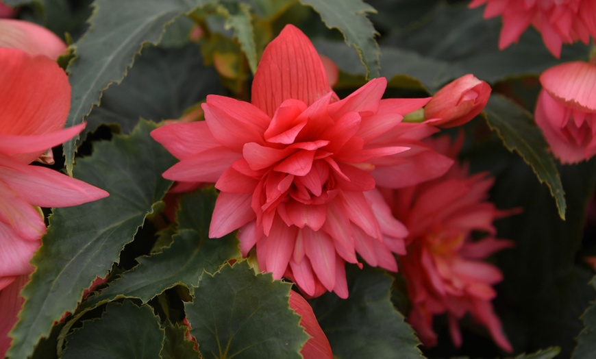 Image 4: Begonia Nonstop Fire or Funky Pink – 12, 24 or 72 Plug Plants