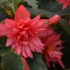Image 4: Begonia Nonstop Fire or Funky Pink – 12, 24 or 72 Plug Plants