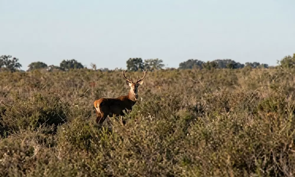 Visita guiada al Parque Nacional de Doñana en 4x4 para niño o adulto