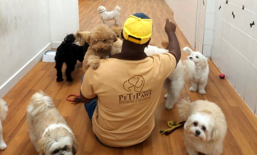 Image 2: Small/Medium/Large Dog Basic or Dry Grooming for Cat