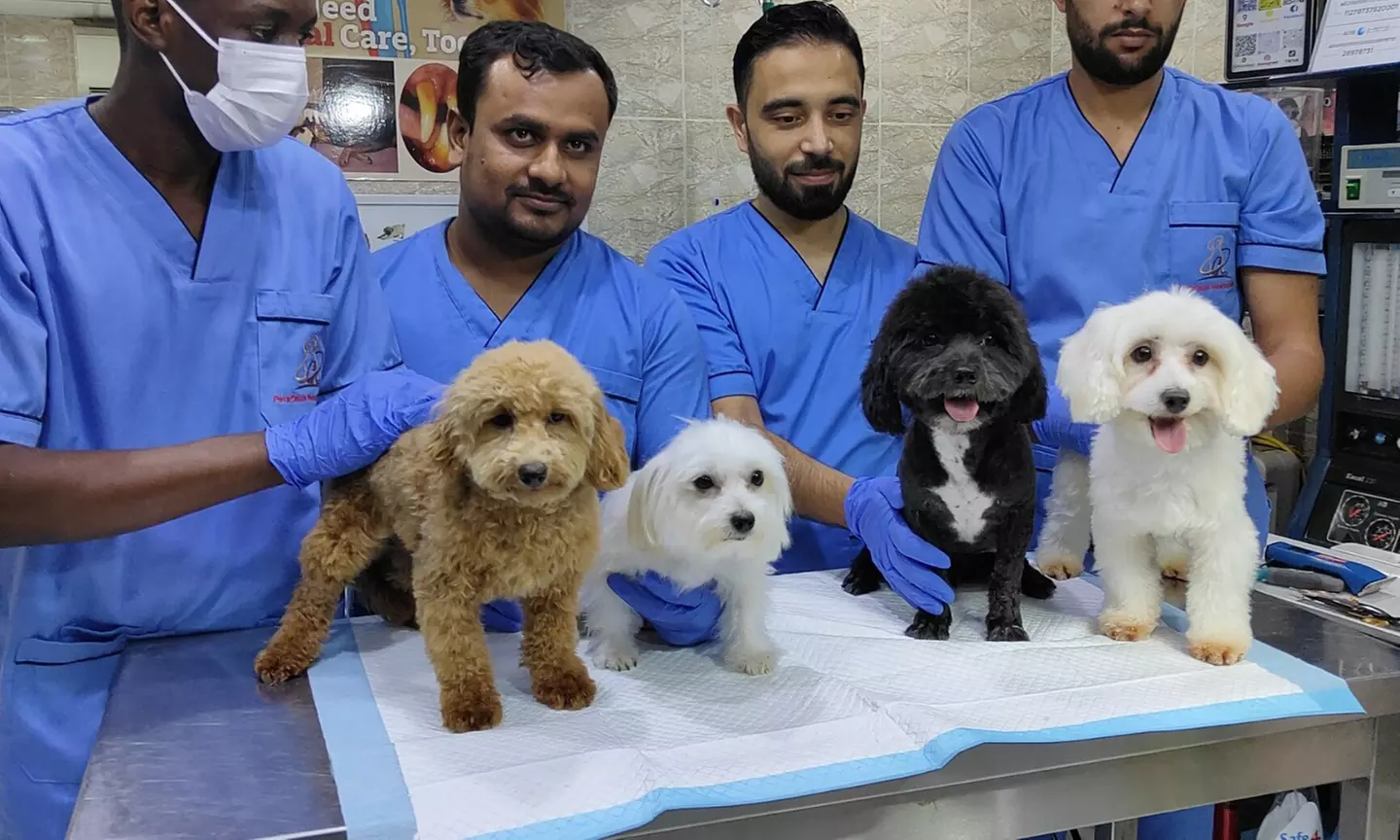 Dental Care for Cats or Dogs