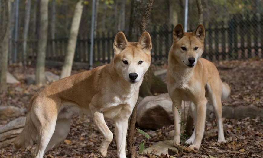 Image 4: GetOut Indiana with Admission to 39+ Iconic Attractions