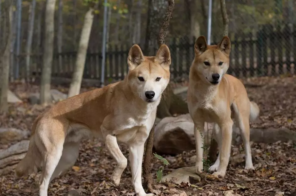 GetOut Indiana with Admission to 39+ Iconic Attractions