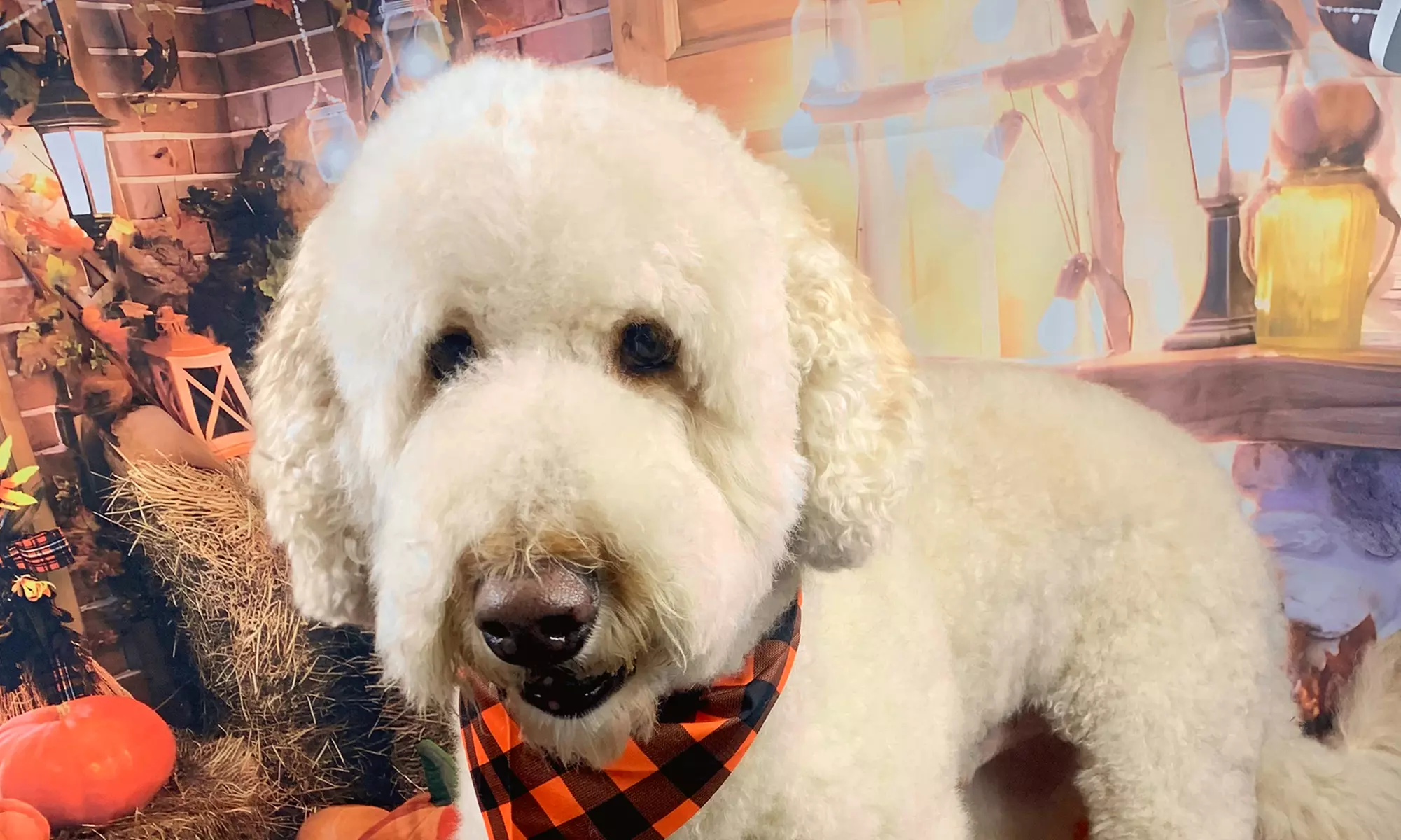 Comprehensive Dog Grooming Package!