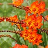 Image 13: Crocosmia 'Lucifer' or 'Spitfire' Bulbs 