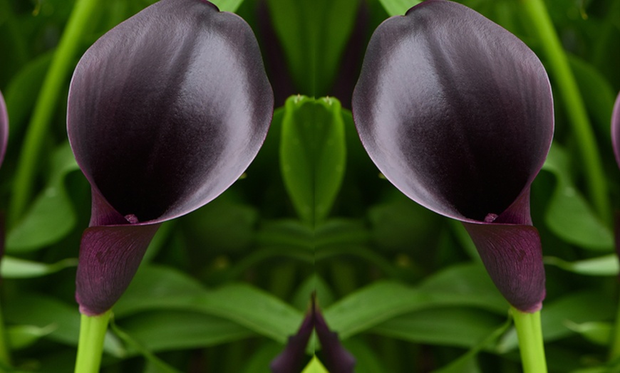 Image 4: Black Calla Lily in 13cm Pot