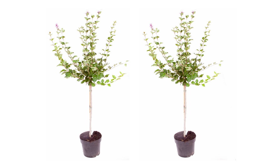 Image 3: Pair of YouGarden Lilac Syringa Palibin Standard