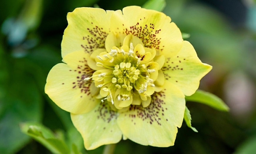 Image 5: Hellebore Breeder’s Mix Winter-Flowering Perennial Plug Plants
