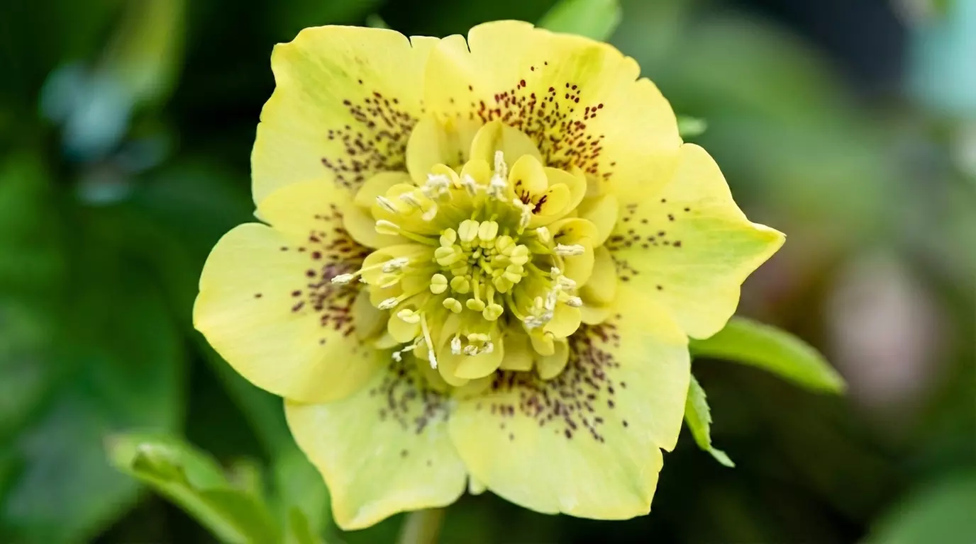 Hellebore Breeder’s Mix Winter-Flowering Perennial Plug Plants