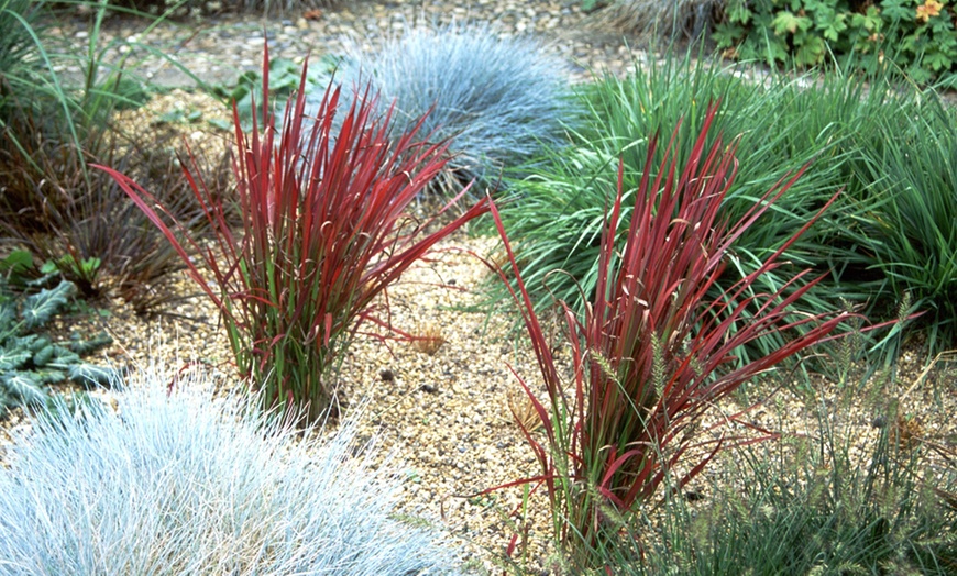 Image 2: Up to 3 Lomandra White Sands or Imperata (grass) Red Baron Plants 9cm