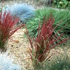 Image 2: Up to 3 Lomandra White Sands or Imperata (grass) Red Baron Plants 9cm