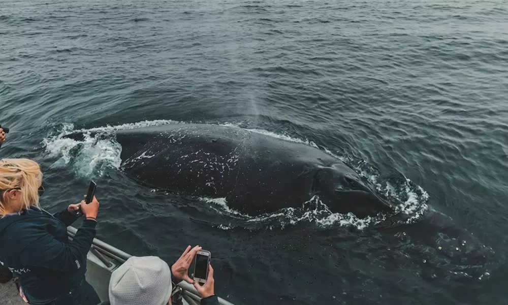 Whale Watching Tours – Monterey Bay