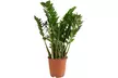 1 o 2 plantas de Zamioculcas (planta ZZ), disponible en 3 alturas (30, 60 o 90 cm) - decorativas y fáciles de cuidar - Second Medium