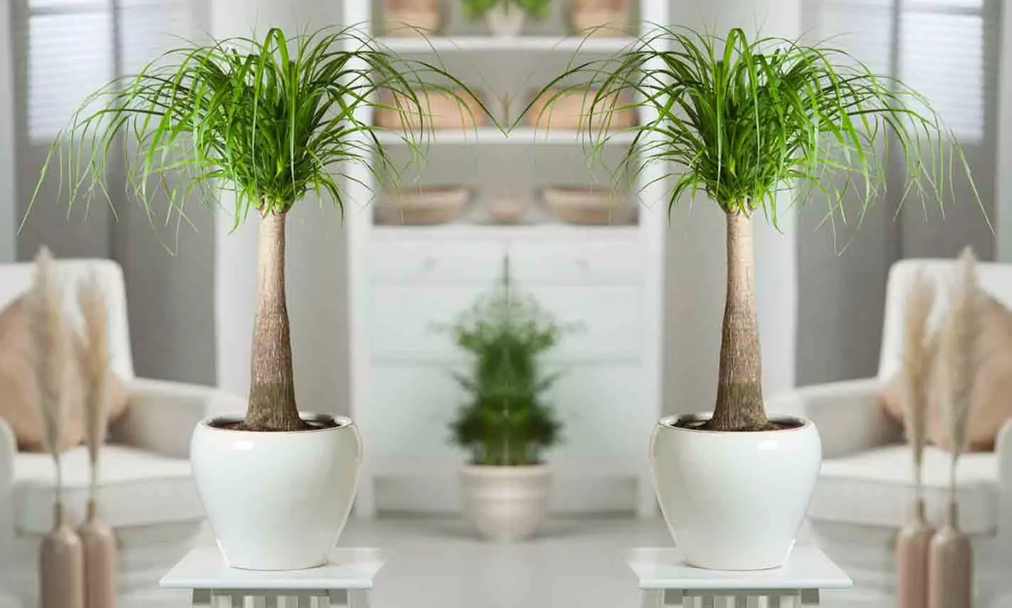 Elefantenfuß "Beaucarnea recurvata" in der Größe nach Wahl - Primary Image