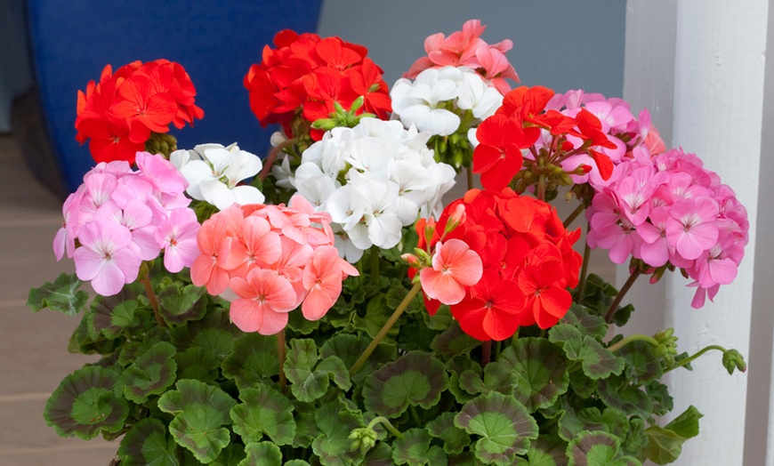 Image 3: 10 or 20 Geranium 'Parade Mix' Garden-Ready Plants