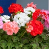 Image 3: 10 or 20 Geranium 'Parade Mix' Garden-Ready Plants