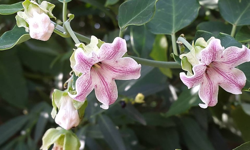 Image 1: Araujia Sericifera Rosea Plant