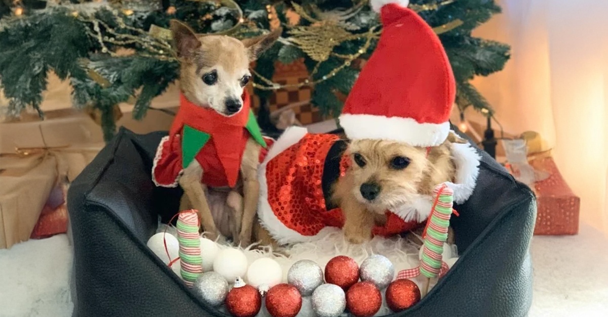 Professional Pet Grooming For Cats, Medium Or Large Dogs Professional Pet Grooming For Cats, Medium Or Large Dogs