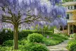 Blue Chinese Wisteria Trees - Cascading Fragrant Blooms in Quart, 1 or 3 Gallon Sizes, Outdoor Plants Free Shipping (Up to 15% Off) - Second Medium