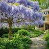 Image 2: Blue Chinese Wisteria Trees in Quart, 1 Gallon, and 3 Gallon Sizes with Free Shipping (Up to 15% Off)