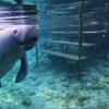 Image 1: Guided Manatee Tour w/ All Gear, Mask, Suit & In-Water Equipments