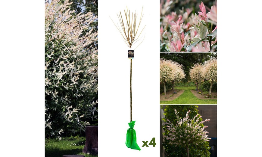 Image 3: Arbustes Salix integra 'Hakuro Nishiki' XXL