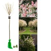 Image 3: Arbustes Salix integra 'Hakuro Nishiki' XXL