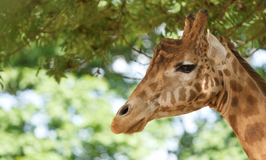 Image 18: Tageskarte für 1 Erwachsenen im Zoo Dresden im Januar oder Februar '26