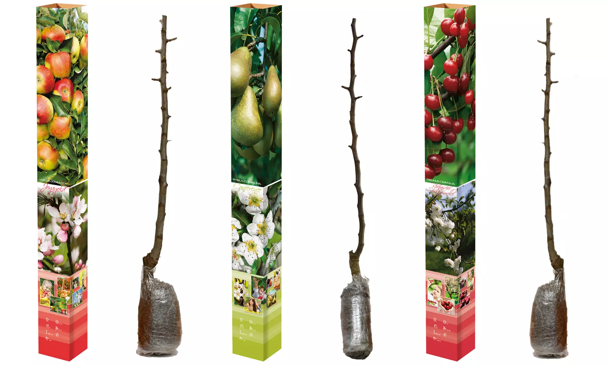 3, 5 of 10 fruitbomen