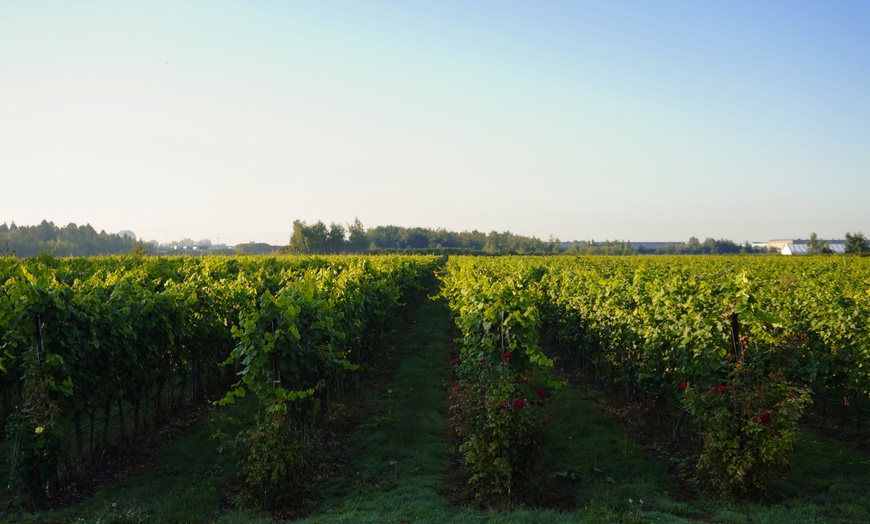 Image 4: Winery Tour and Tasting for Two or Four at Vancouver’s Largest Winery