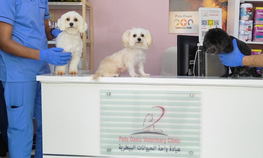 Image 4: Dental Care for Cats or Dogs