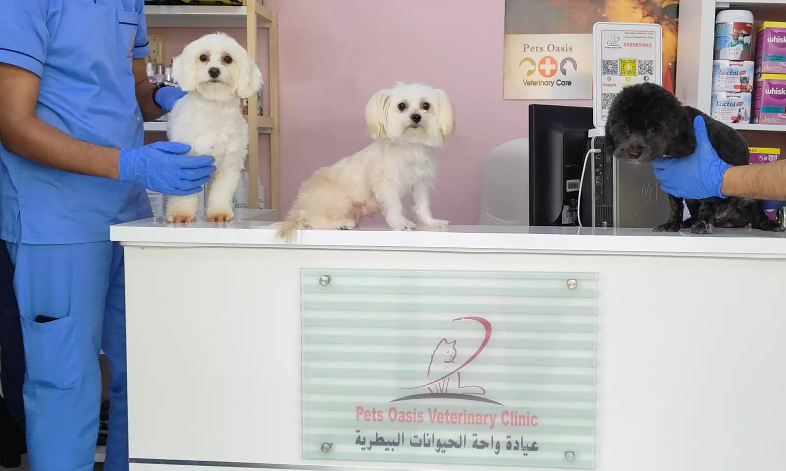 Dental Care for Cats or Dogs