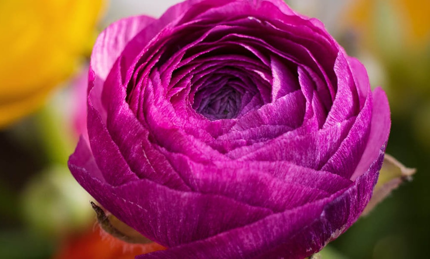 Image 4: 25 or 50 Ranunculus Spring Flowering Bulbs