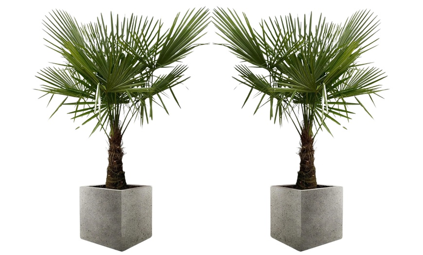 Image 7: 1 ou 2 palmiers "Trachycarpus fortunei" de Gardenzo