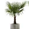 Image 7: 1 ou 2 palmiers "Trachycarpus fortunei" de Gardenzo