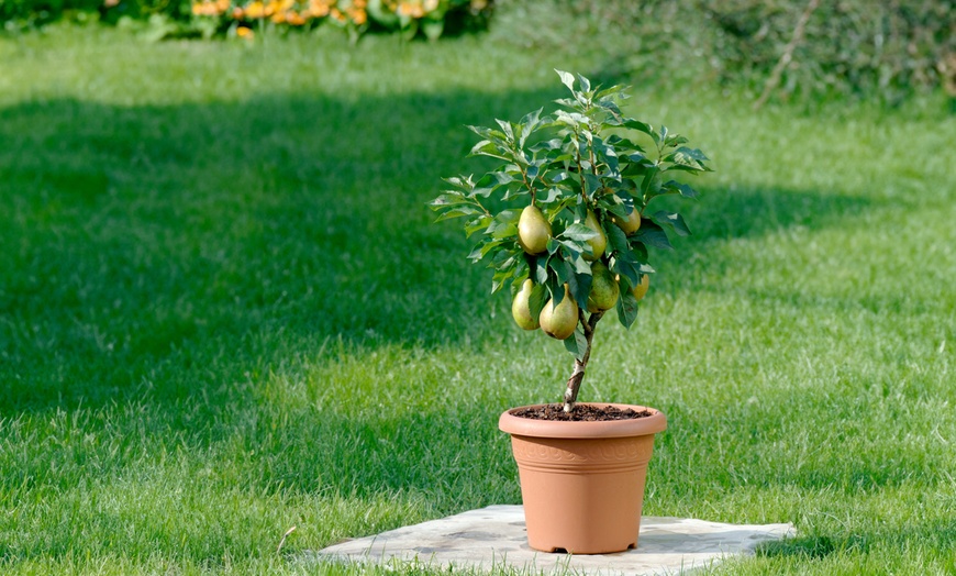 Image 18: Obstbaum nach Wahl