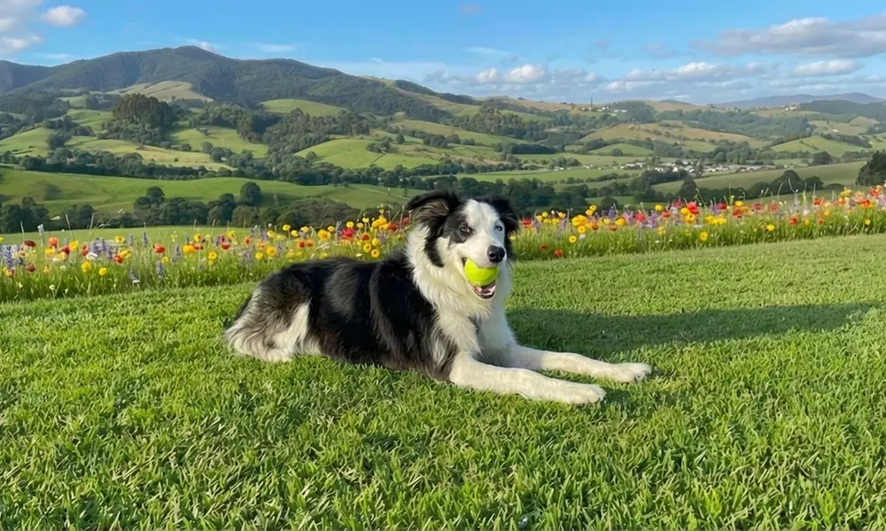 One Hour Dog Walking Packages with 5, 7, or 10 Visit Options