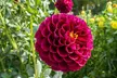 Festival Summer Bulb Mix - 9 or 18 Bulbs - Image 2