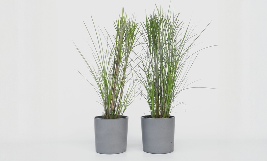 Image 2: Rootz Miscanthus Gracillimus