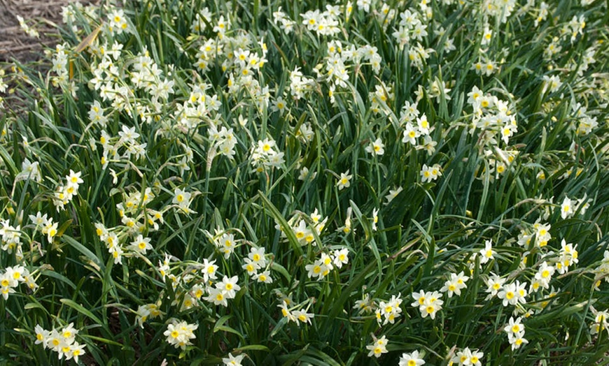 Image 4: 30 or 60 Narcissus 'Minnow' Spring Flowering Bulbs