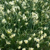 Image 4: 30 or 60 Narcissus 'Minnow' Spring Flowering Bulbs