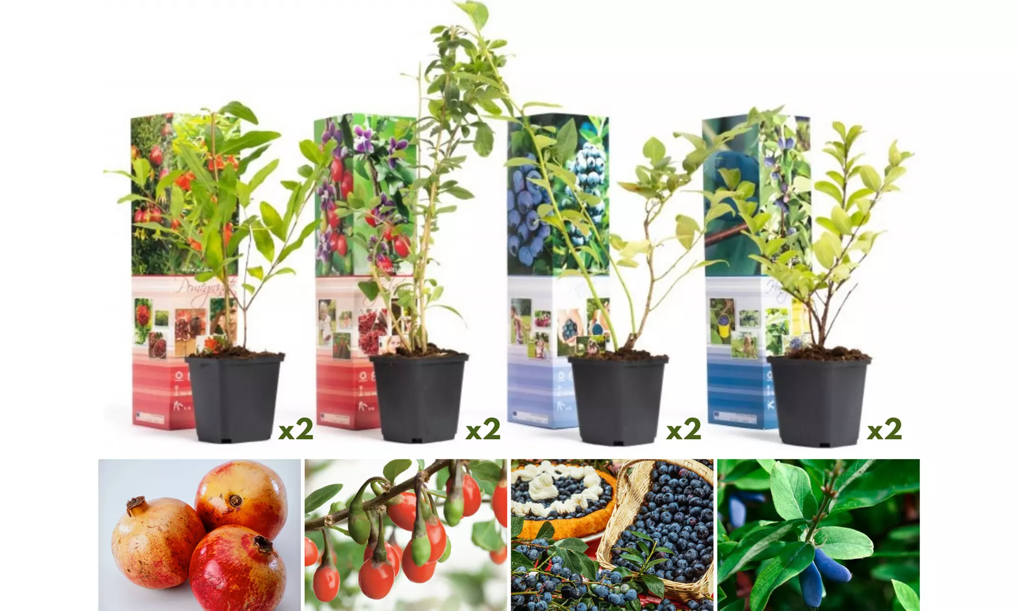 Set di 4 o 8 piante da frutto per frullati vitaminici, tra cui bacche di Goji e melograno - Image 2