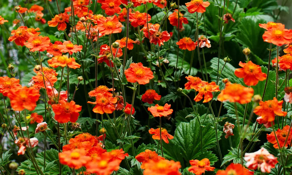 Up to 24 Geum Mrs Bradshaw Plugs - Image 6
