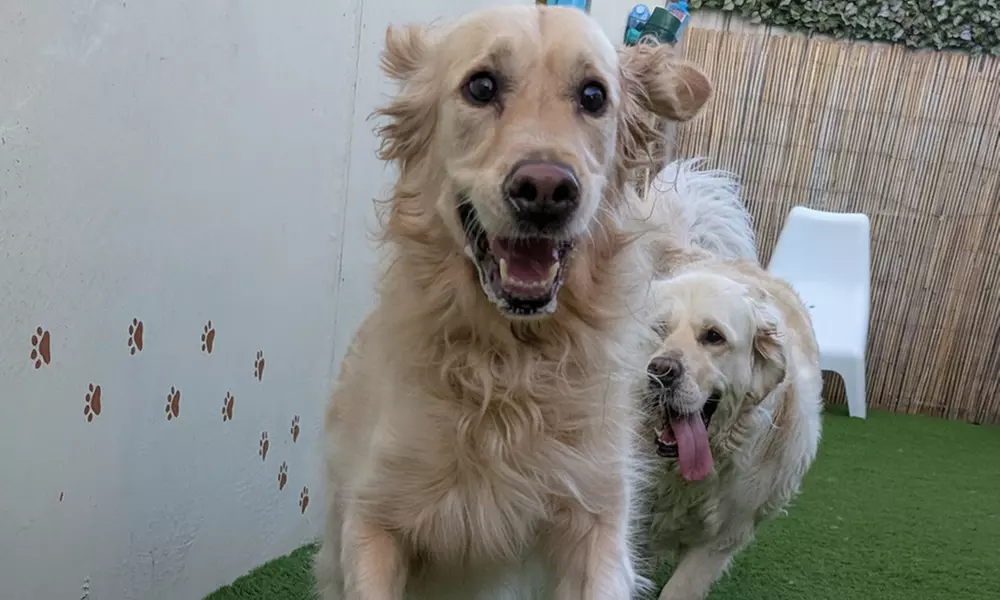 Full Day of Doggy Day Care Or Get $50 or $100 Credit Dog Grooming