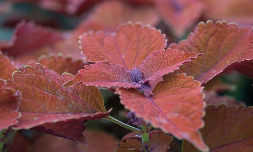 Image 5: Coleus Main Street Collection - 5 or 10 Plants