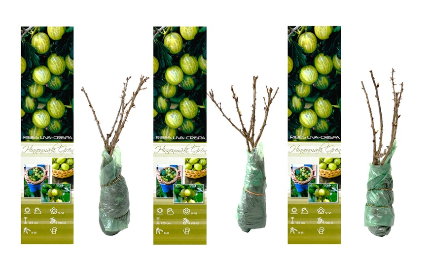 Image 4: Pack de grosellas a elegir de Gardenzo